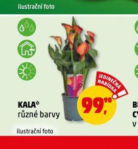 Penny Market Kala nabídka