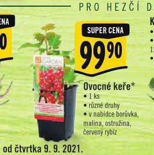 Ovocné keře