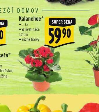 Albert Kalanchoe nabídka