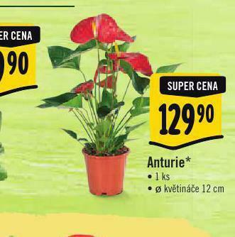 Albert Anturie nabídka