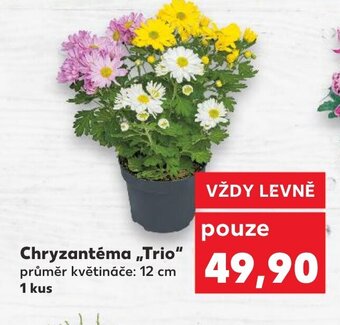 Kaufland Chryzantéma Trio nabídka