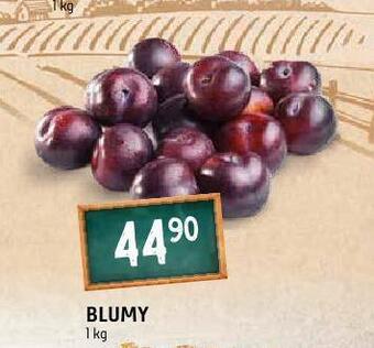 Terno Blumy nabídka