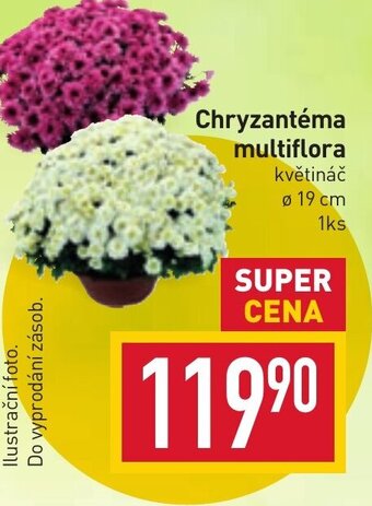 Billa Chryzantéma multiflora nabídka