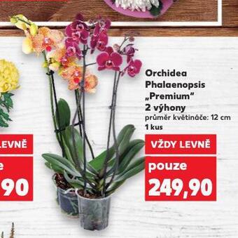 Kaufland Orchidea - phalaenopsis nabídka
