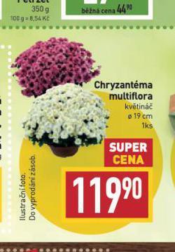 Billa Chryzantéma nabídka
