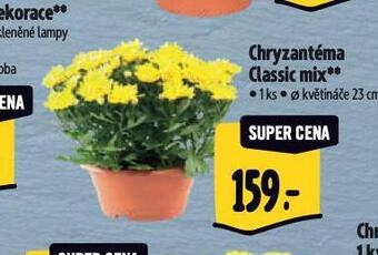 Albert Chryzantéma nabídka