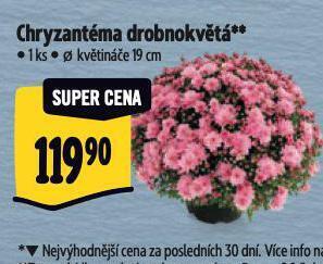 Albert Chryzantéma nabídka