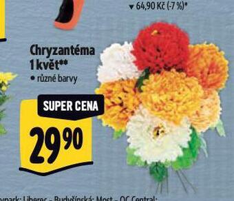 Albert Chryzantéma nabídka