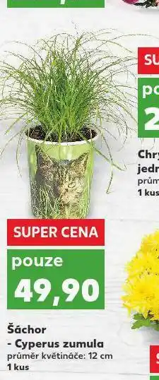 Kaufland Šáchor nabídka