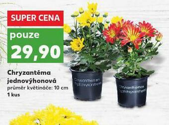 Kaufland Chryzantema nabídka