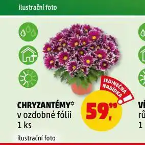 Penny Market Chryzantéma nabídka
