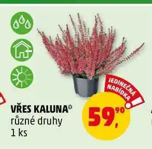 Penny Market Vřes kaluna, 1 ks nabídka