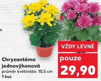Kaufland Chryzantéma jednovýhonová nabídka