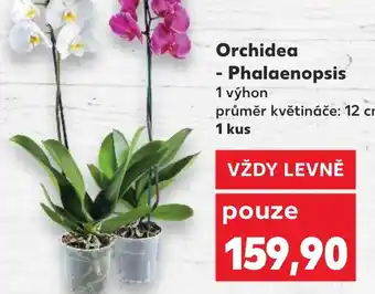 Kaufland Orchidea - Phalaenopsis nabídka