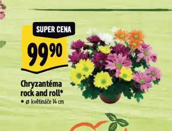 Albert Chryzantéma nabídka