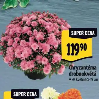 Albert Chryzantéma nabídka