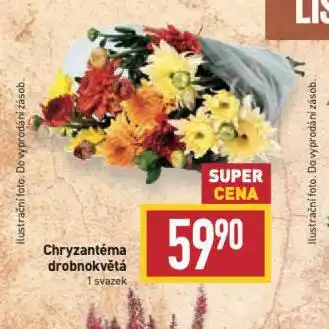 Billa Chryzantéma nabídka