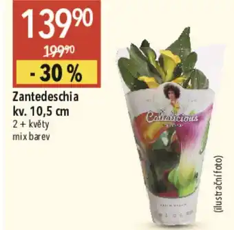 Zantedeschia kv. 10,5 cm