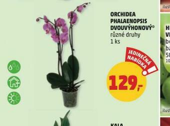 Penny Market Orchidea - phalaenopsis nabídka