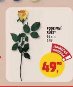 Penny Market Podzimní růže nabídka