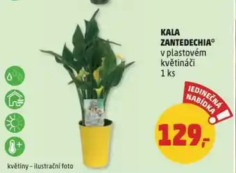 Penny Market Kala zantedechia nabídka