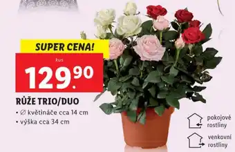 Lidl RŮŽE TRIO/DUO nabídka