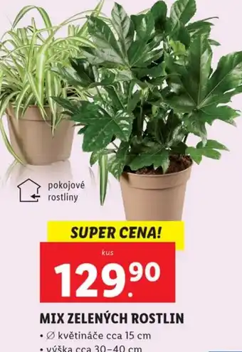 Lidl MIX ZELENÝCH ROSTLIN nabídka