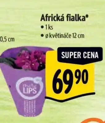 Albert Africká fialka nabídka