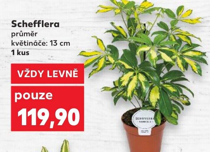 Kaufland Schefflera nabídka