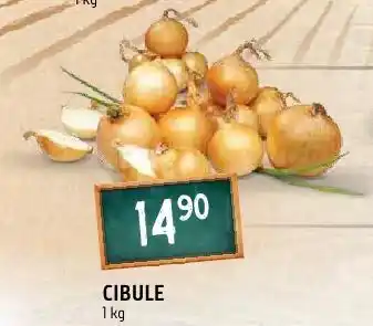 Terno Cibule nabídka