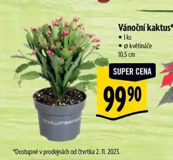 Albert Vánoční kaktus, pr. květináče 10,5 cm nabídka