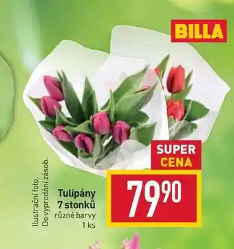 Billa Tulipány 7 stonků různé barvy 1 ks nabídka