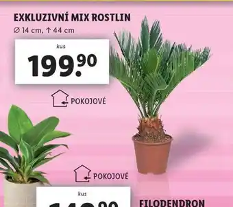 Lidl Exkluzivní mix rostlin nabídka