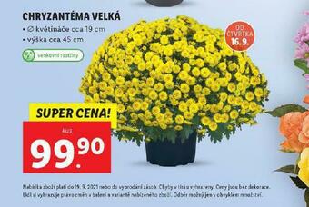 Lidl Chryzantéma velká nabídka