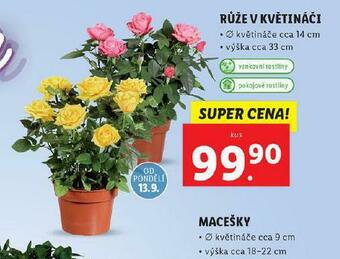 Lidl Růže v květináči nabídka
