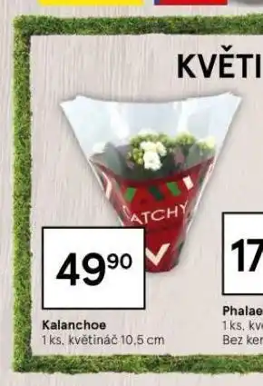 Tesco Kalanchoe nabídka