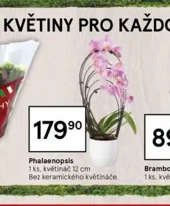 Orchidea - phalaenopsis