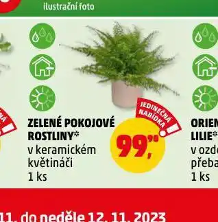 Penny Market Zelené pokojové rostliny nabídka