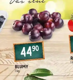 Terno Blumy nabídka