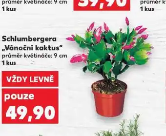 Kaufland Vánoční kaktus nabídka