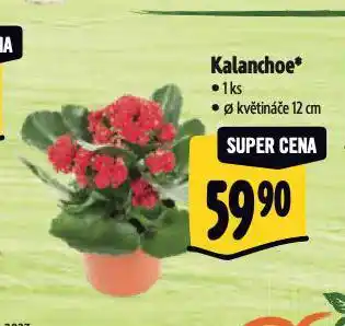 Albert Kalanchoe nabídka