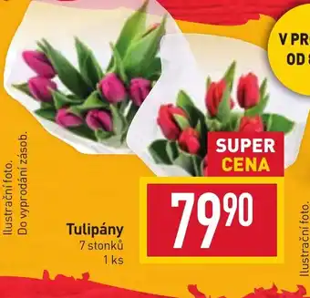 Billa Tulipány nabídka