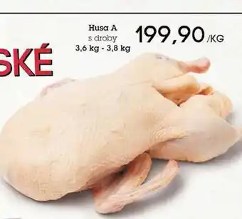Jip Husa a s droby 3,6 kg - 3,8kg nabídka