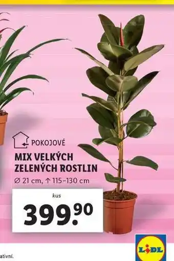 Lidl Mix velkých zelených rostlin nabídka