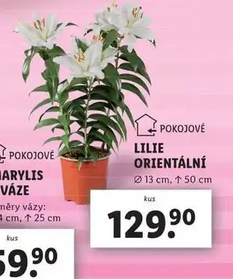 Lidl Lilie orientální nabídka