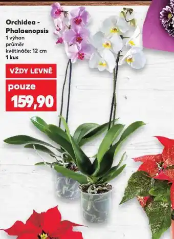 Kaufland Orchidea phalaenopsis nabídka