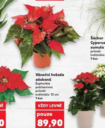 Kaufland Vánoční hvězda nabídka