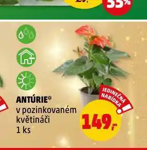 Penny Market Antúrie nabídka