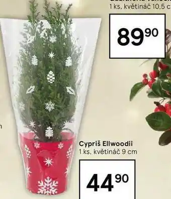 Tesco Cypriš ellwoodii 1 ks, květináč 9 cm nabídka