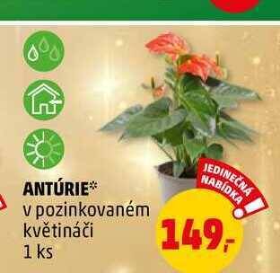 Penny Market Antúrie v pozinkovaném květináči, 1 ks nabídka